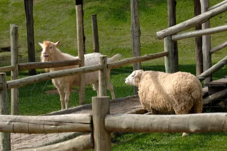 A Fazendinha